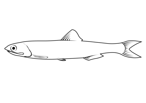 European Anchovy (Engraulis Encrasicolus) Coloring Page